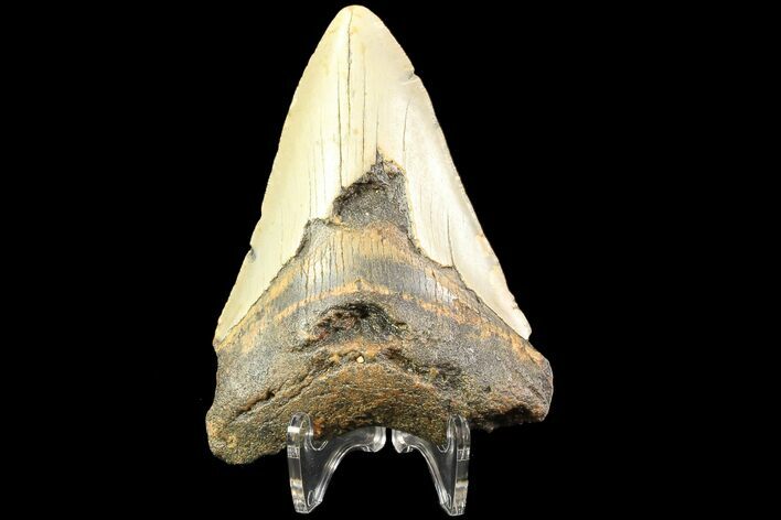 Bargain, Megalodon Tooth - North Carolina #77581